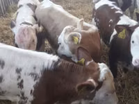 मवेशी (लॉट, लिंग निर्दिष्ट नहीं), Simmental cattle — फ़ोटो 5