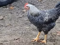 Chickens — photo 2