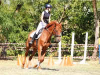 حصان, Oldenburg horse — الصورة 1