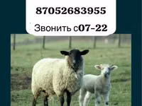Carnero, Gorkov sheep — foto 1