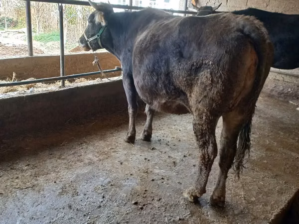 Vache, Swiss cattle