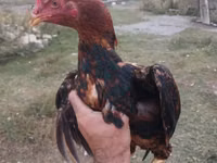 Chickens — फ़ोटो 3