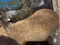 公羊, Shirvan sheep — 照片 5