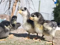 Australorp — foto 4