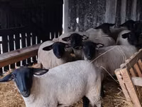 भेड़ें (लॉट, लिंग निर्दिष्ट नहीं), White Suffolk sheep — फ़ोटो 1