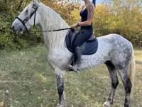 Horse (M), Andalusian horse — photo 4