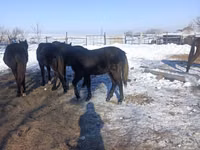 公马, Yakutian horse — 照片 3