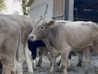 Taureau, Swiss cattle — photo 1