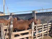 母马, Kazakh horse — 照片 3