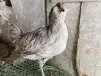 美洲罗纳 — 照片 2
