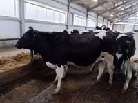 母牛, Holstein breed — 照片 2