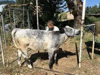 Bull, Ukrainian grey cattle — photo 4