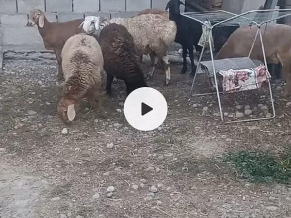 母羊, Sheep