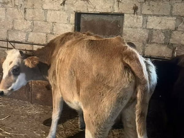 母牛, Cattle