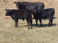 सांड, Swiss cattle — फ़ोटो 2