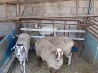 Brebis, Yecheng sheep — photo 3