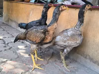 ऑस्ट्रेलियन गेम — फ़ोटो 6
