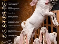 تيس, Gulabi goats — الصورة 1