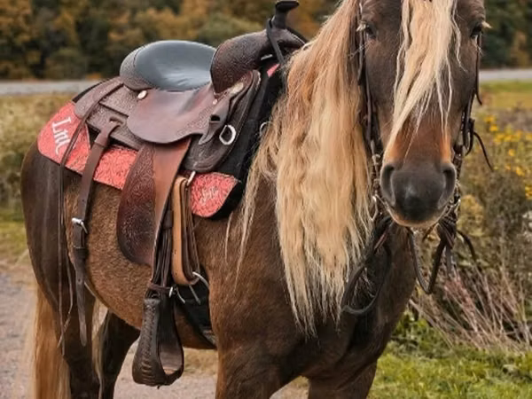 公马, Friesian