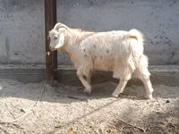 母山羊, Goats — 照片 6