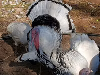Weißes Holland — Foto 6