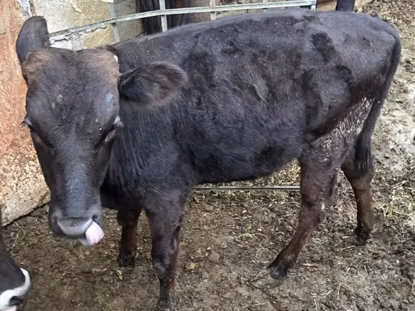 公牛, Aberdeen-Angus