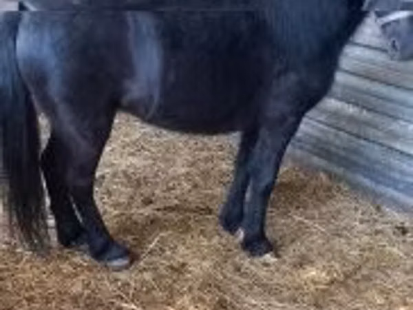 Mare, Alter Real
