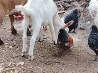 عنزة, الماعز — الصورة 1