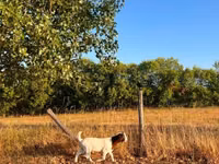 عنزة, Boer goat — الصورة 8