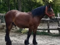 公马, Horses — 照片 3