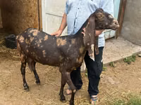 Goat, Kamori goats — photo 1