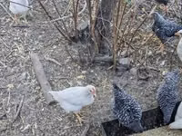 Chickens — photo 3