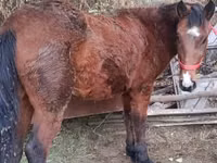 Jument, Chevaux — photo 2