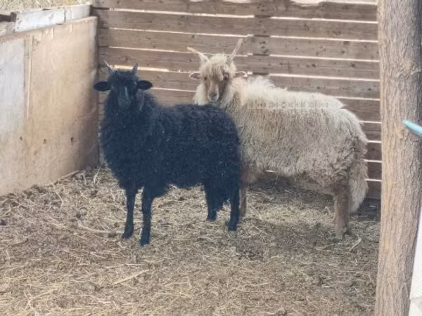 Ram, Sheep