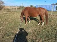 Cheval, Kisber felver — photo 3