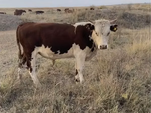 Toro, Vaca kazaja de cabeza blanca
