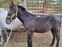 Cheval, Chevaux — photo 4