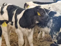 أبقار (دفعة، الجنس غير محدد), Simmental cattle — الصورة 6