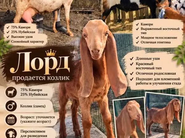 Козёл, Камори коза