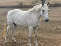 فرس, Shagya — الصورة 1