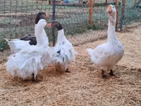 Geese — फ़ोटो 6