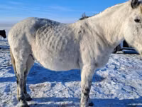 Horse (M), Alter Real — photo 5