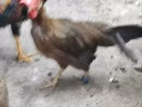 Chickens — الصورة 2