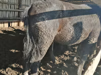 Cheval, Kustanai horse — photo 3