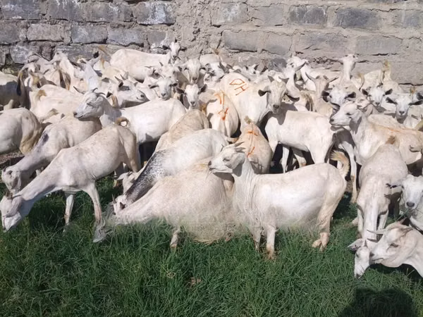 Goats (batch, sex not specified), Goats