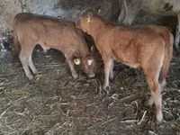公牛, Limousin cow — 照片 2