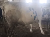 Vaca, Raza Holstein — foto 5