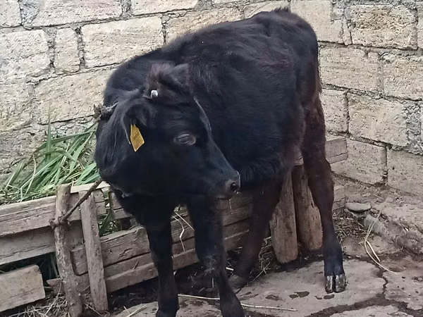 母牛, Aberdeen-Angus