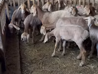 भेड़, Hissar sheep — फ़ोटो 2