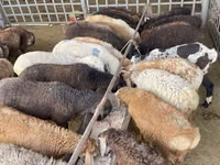 Brebis, Krasnoyarsk sheep — photo 4